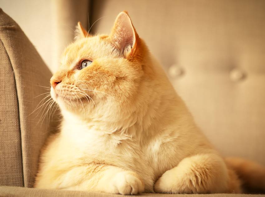 Fat beautiful red and white happy cat enjoying life