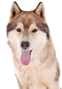 Siberian Husky dog