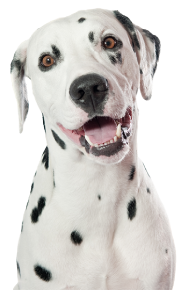 Dalmatian dog