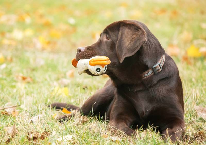 labrador retriever dog breed on the field dog run