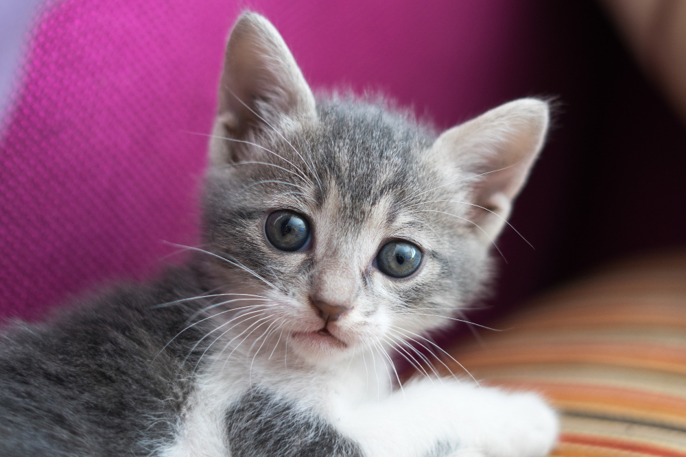 Preventive care for kittens