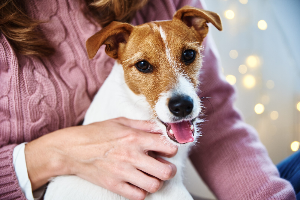 happy dog with its owner