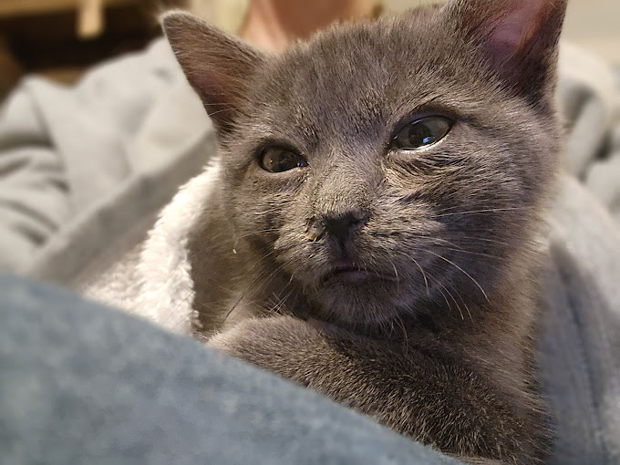 Cat, ready for advanced diagnostics in Easyvet Cumming