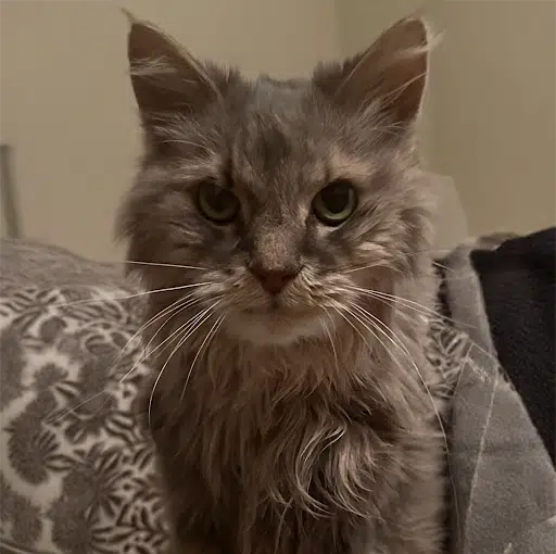 Cat in the veterinary clinic