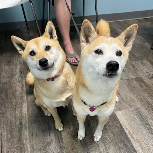 Happy dogs looking at the camera