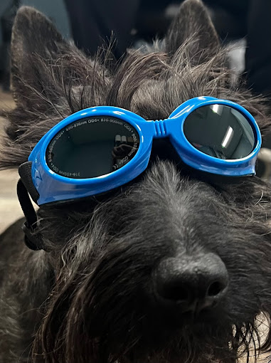 Dog ready for x-ray therapy