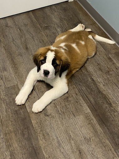 Puppy resting on the floor