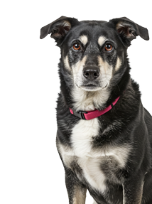 Black and white mixed-breed dog with a red collar