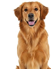 Golden Retriever sitting with a friendly expression