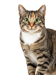 Striped tabby cat sitting and looking alert